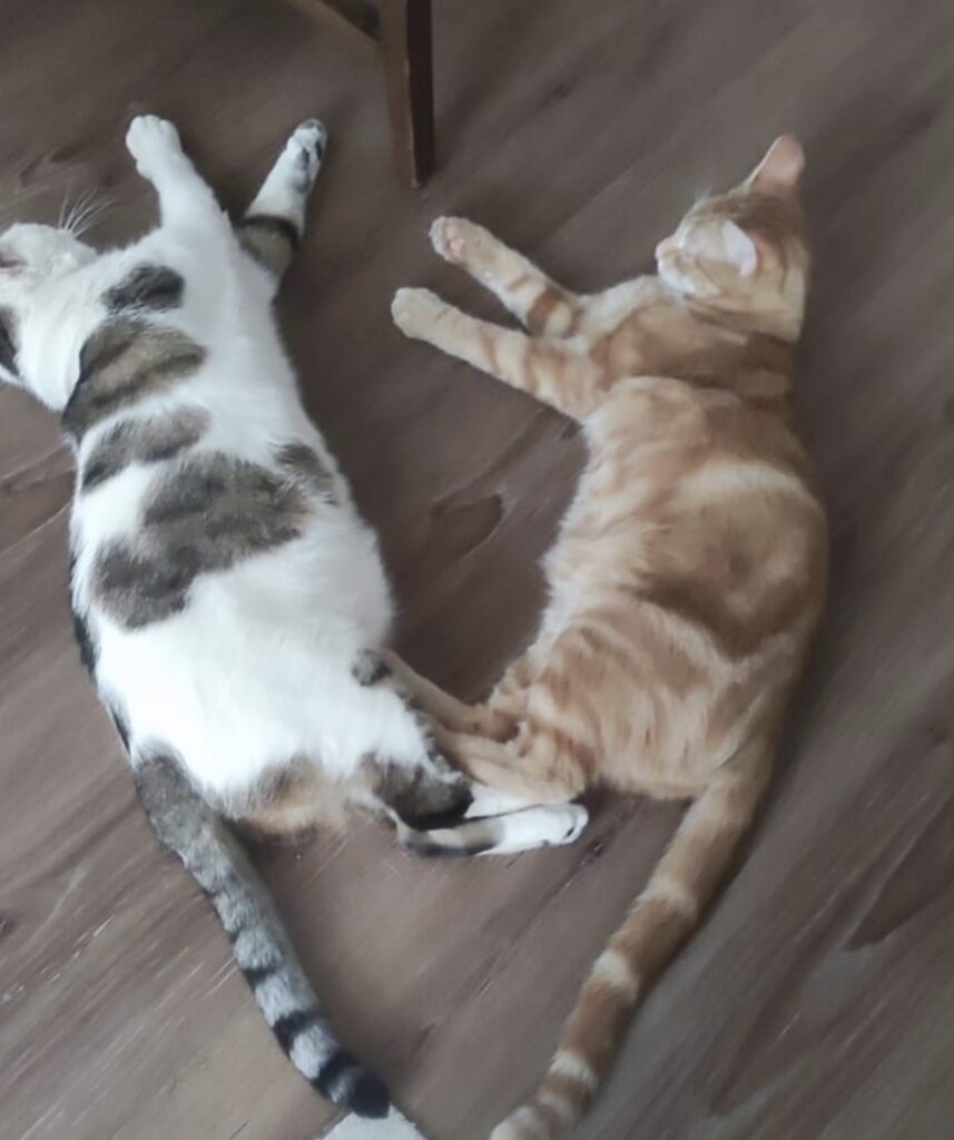 chat réconcilié soin energetiques