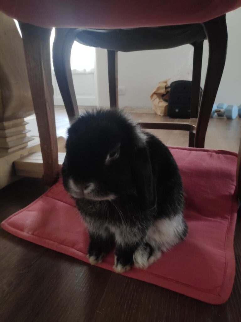 Nova, le lapin nain bélier d’Emy